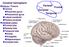 Cerebral hemisphere. Parietal Frontal Occipital Temporal