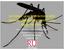 La Crosse virus interactions with bacteria isolated from mosquito digestive tracts