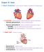 Chapter 18 - Heart. I. Heart Anatomy: size of your fist; located in mediastinum (medial cavity)