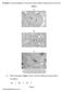 Q1.Figure 1 shows photographs of some animal cells at different stages during the cell cycle. Figure 1