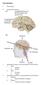 Neuroanatomy. I. Terminology. A. Anatomical references