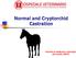 Normal and Cryptorchid Castration. Servizio di medicina e chirurgia del cavallo UNITE