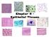 Chapter 4 - Epithelial Tissues