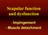 Scapular function and dysfunction