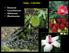 Rosaceae Cucurbitaceae Malvaceae Rhamnaceae. Today 4 families