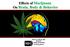 Effects of Marijuana On Brain, Body & Behavior. Nora D. Volkow, MD Director