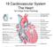 19 Cardiovascular System The Heart Taft College Human Physiology