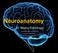 Neuroanatomy. Assistant Professor of Anatomy Faculty of Medicine The University of Jordan Dr Maha ELBeltagy