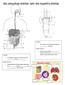 THE EXCRETORY SYSTEM AND THE DIGESTIVE SYSTEM
