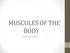 MUSCULES OF THE BODY HOW THEY WORK