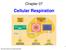 Chapter 07. Cellular Respiration.