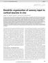 ARTICLES. Dendritic organization of sensory input to cortical neurons in vivo