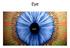 Eye. iris. pupil. ciliary body