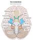 The 12 Cranial Nerves. Edited by Sterling Precision Nelson
