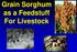 Grain Sorghum as a Feedstuff For Livestock