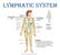 Lymphatic System. Where s your immunity idol?