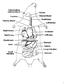 Rat Dissection External Anatomy