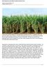 Raw Sugarcane Juice Nature's Perfect Wonder Food. Written by Dee McCaffrey, CDC Monday, October 03, 2011