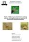 Effects of different prey-infested white cabbage cultivars on the performance and behaviour of the hoverfly Episyrphus balteatus