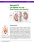Lesson 6. The Kidneys, the Liver, Renal Function and Diuretics INTRODUCTION