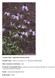 Common Name: SMOOTH CONEFLOWER. Scientific Name: Echinacea laevigata (C. L. Boynton & Beadle) Blake. Other Commonly Used Names: none