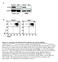 Figure S1. Generation of inducible PTEN deficient mice and the BMMCs (A) B6.129 Pten loxp/loxp mice were mated with B6.