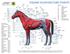 EQUINE ACUPUNCTURE POINTS GB21 SI16