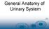 General Anatomy of Urinary System