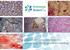 3. Staining solutions for histology and cytology Mounting and embedding media... 60