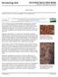 Screening Aid. Six-toothed Spruce Bark Beetle Pityogenes chalcographus (Linnaeus) Joseph Benzel