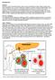 BACKGROUND. Figure 1: Type 1 diabetes results from immune attack on insulin-producing beta-cells in the pancreas