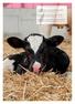 Calf milk replacers: tips and pointers on making the best choice for your calves. Page 24