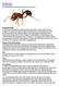 Red Fire Ants Scientific Name Hymenoptera: Formicidae, Solenopsis invicta Buren