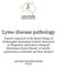 Lyme disease pathology