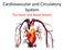 Cardiovascular and Circulatory System The Heart and Blood Vessels