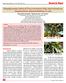 Hypoglycaemic effect of Ficus arnottiana Miq. bark extracts on streptozotocin induced diabetes in rats