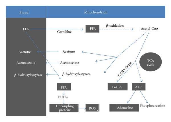 How the Diet Works (cont) Additionally, the roles of carbohydrate reduction, activation of adenosine triphosphate sensitive potassium channels by mitochondrial metabolism, inhibition of