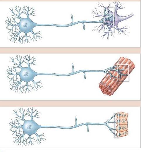Synapse/Junctions A Neuron Neuron B Neuron Muscle fibers C Neuron Gland A. If a neuron connects with another neuron interneural synapse/junction. B. f a neuron connects with a muscle fiber neuromuscular synapse/junction.