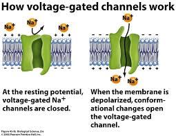 First step in the generation of an AP is the opening of voltage gated Na+ channels, at one site, usually the initial segment of axon.