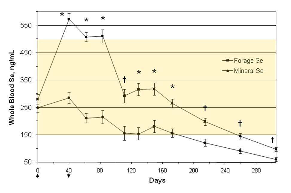 FIGURE 1 Comparison of least squared mean (± SEM) whole-blood selenium (Se) concentrations in sheep consuming either Se-fertilized pasture with no mineral supplement (n=15) or non-se-fertilized