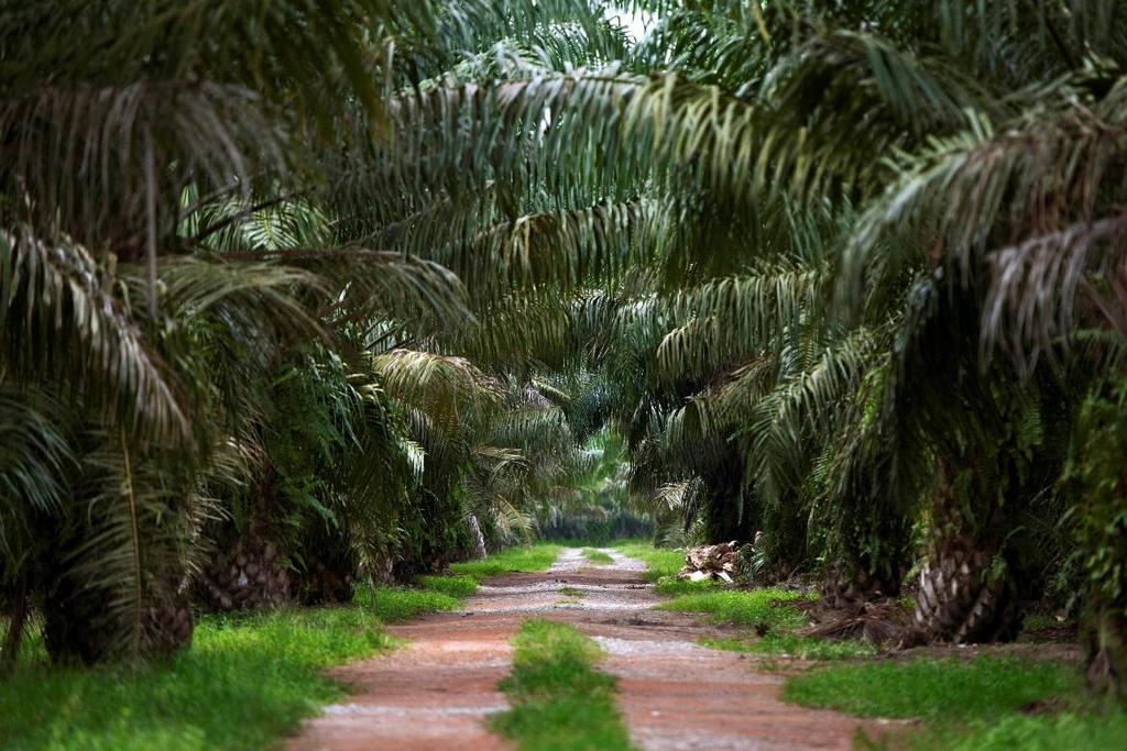 Oil Palm Is A Non-GMO Crop Oil palm is