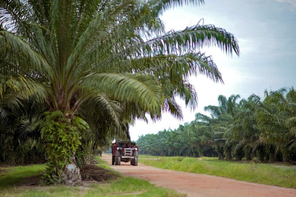 Oil palm is bred through a natural