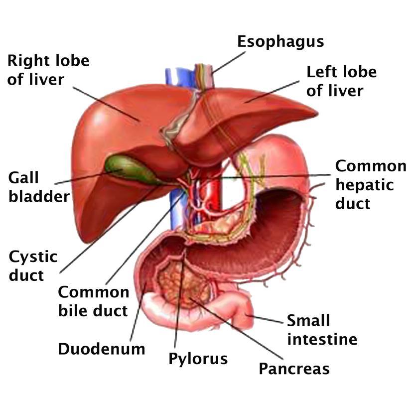 THE LIVER The liver performs a wide variety of functions, including