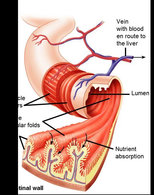 THE SMALL INTESTINE STRUCTURE Structurally, the small intestine is well suited for its task of absorbing nutrients.