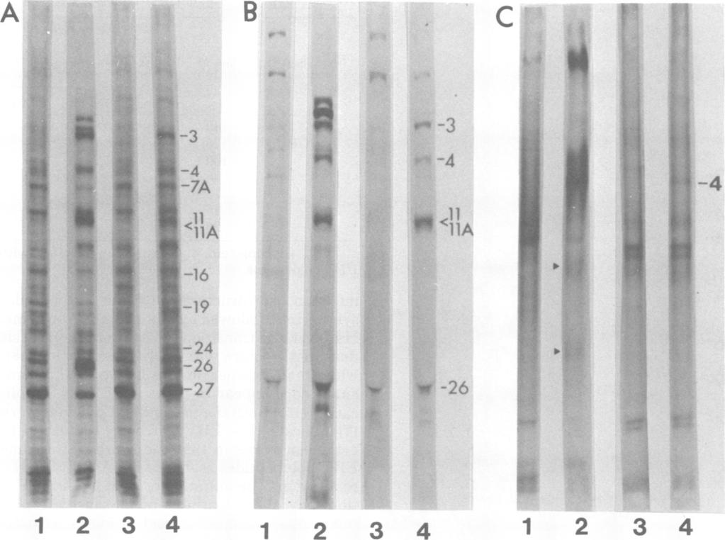VOL. 39, 1981 A B.:"" C NOTES 653 i I 12 3 4 1 2 3 4 1 2 3 4 FIG. 1. Proteins synthesized in Raji cells and BJA-B cells after infection with EBV.