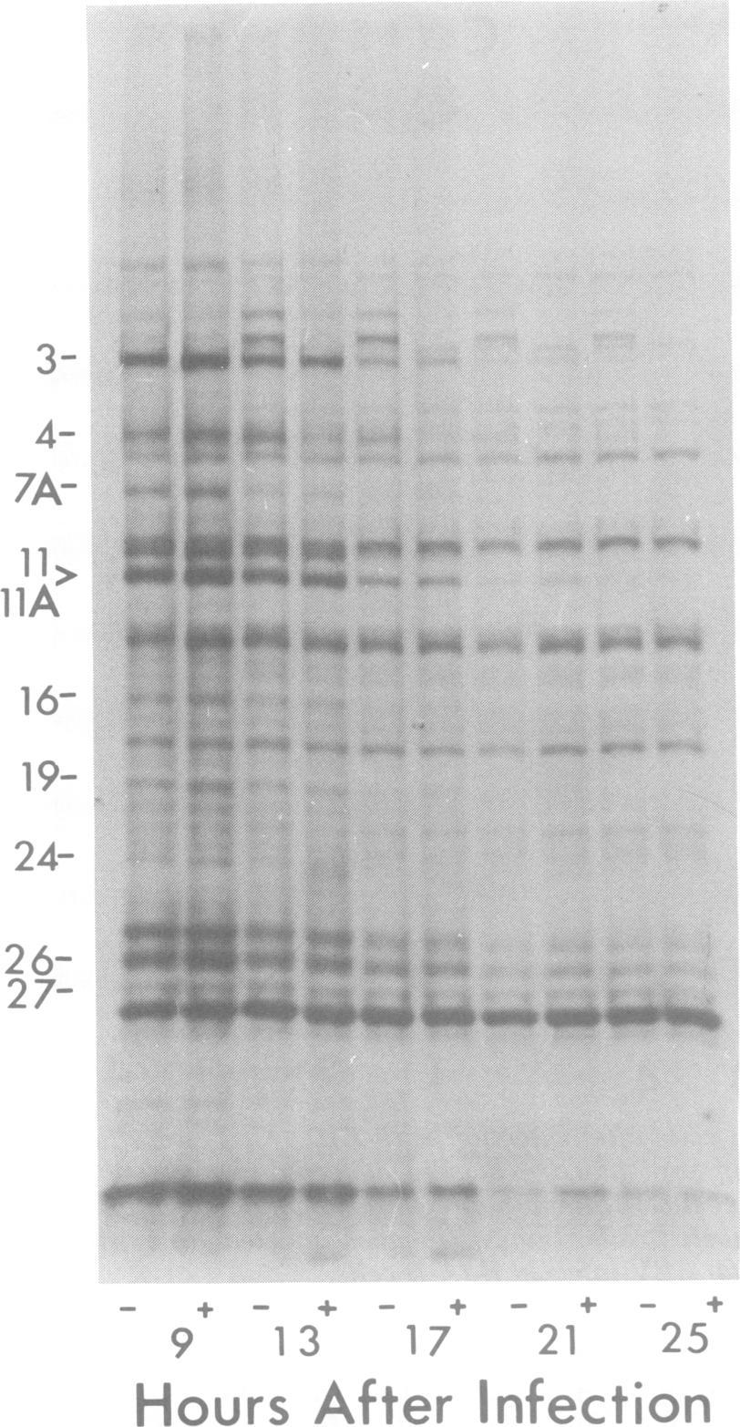 654 NOTES 3-4- 7A- 11> lla 19-24- 26-27- 9 13 17 21 25 Hours After Infection FIG. 2. Time course of appearance of virus-induced proteins in superinfected Raji cells in the presence (+) and absence (-) of 100 plm acyclovir.