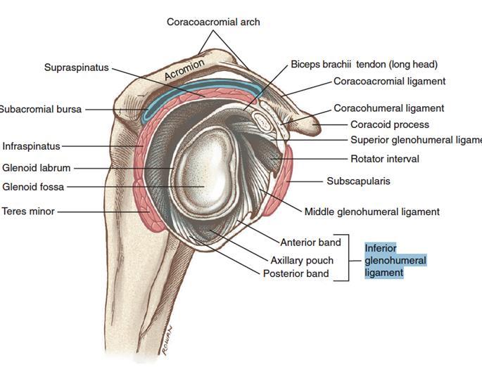 Definition/Anatomy Symptomatic instability of the GH joint in more than one direction, one of which is inferior More severe cases have been reported in female patients