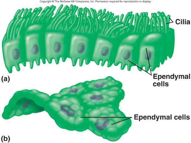 Ependymal Cells Line brain ventricles & spinal cord central canal In ventricles of brain, help form &