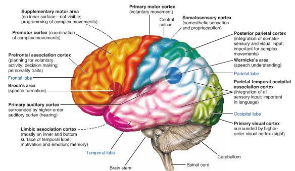 Frontal lobe: 1- Voluntary motor control of skeletal muscle 2- Intellectual processes (concentration, planning & decision making) 3- Verbal communication (speaking ability) Parietal lobe: 1- Receive