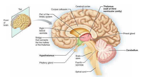 Diencephalon consists of two main parts: Thalamus & Hypothalamus Thalamus functions: Relay center thru which all sensory info (except olfactory) passes to cerebrum & plays role in level of arousal